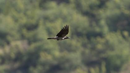 Hooded Crow