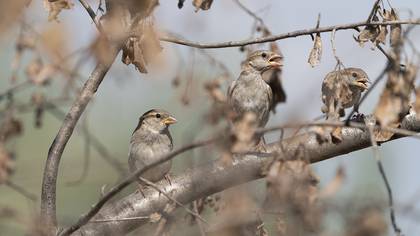 House Sparrow