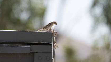 House Sparrow