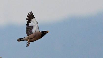 Common Myna