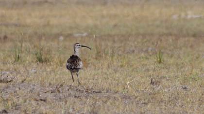 Eurasian Whimbrel