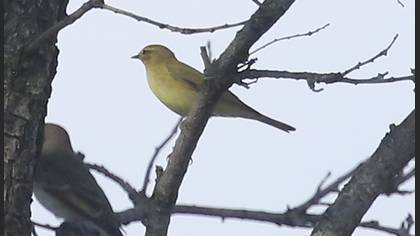 Willow Warbler