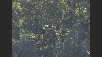 Western Marsh Harrier