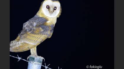 Western Barn Owl
