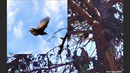 Mistle Thrush