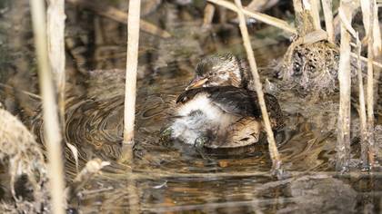 Little Grebe
