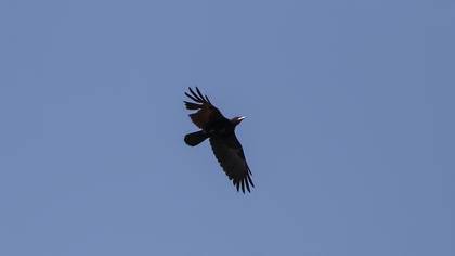 Rook