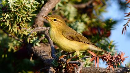 Willow Warbler
