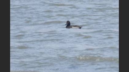 Tufted Duck