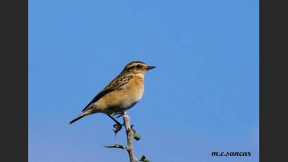 Whinchat