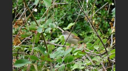 Common Whitethroat