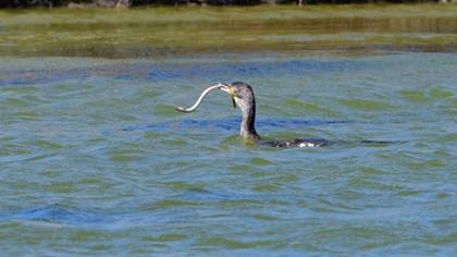 Great Cormorant