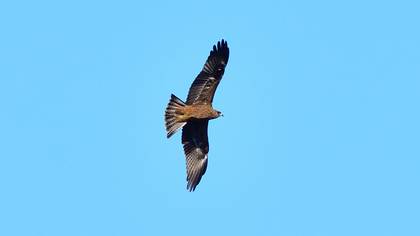 Black Kite