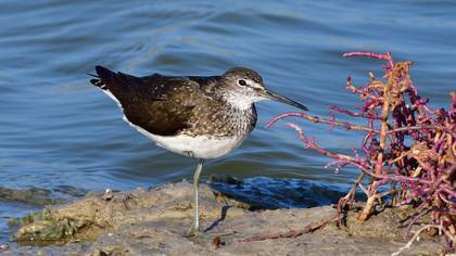 Green Sandpiper