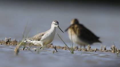 Marsh Sandpiper