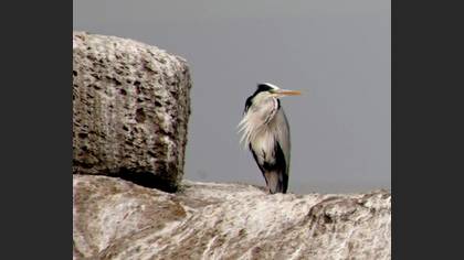 Grey Heron