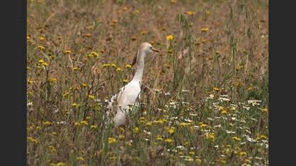 Western Cattle Egret
