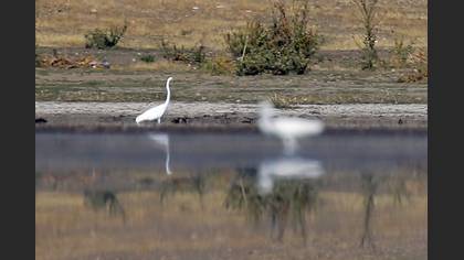 Great Egret