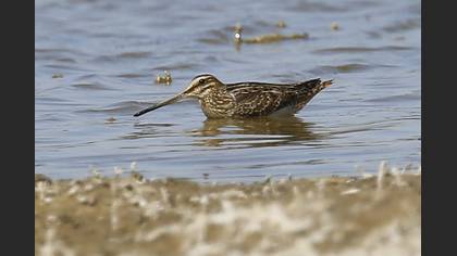 Common Snipe
