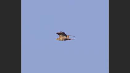 Common Buzzard
