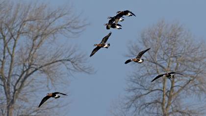 Red-breasted Goose