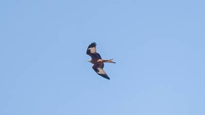 Red Kite
