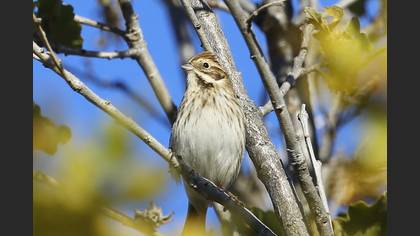 Common Reed Bunting