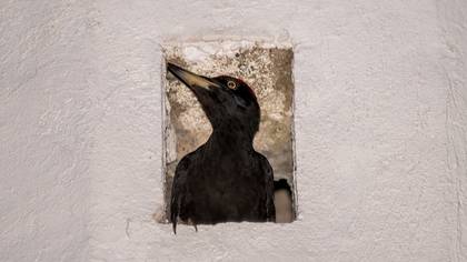 Black Woodpecker