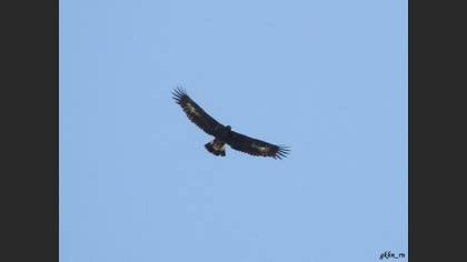Golden Eagle