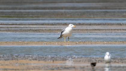 Armenian Gull