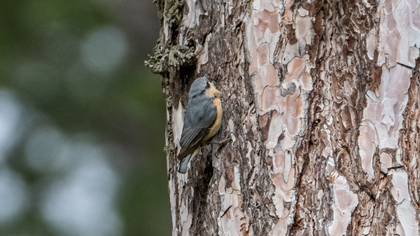 Eurasian Nuthatch