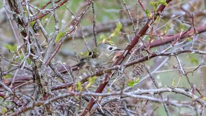 Goldcrest