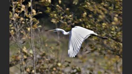 Great Egret