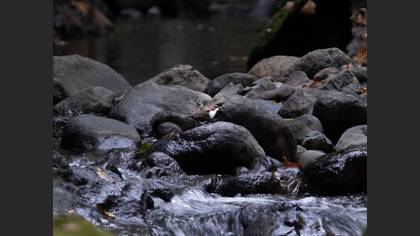 White-throated Dipper