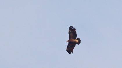 Lesser Spotted Eagle