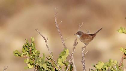 Sardinian Warbler