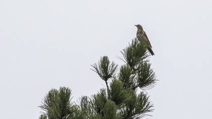 Mistle Thrush