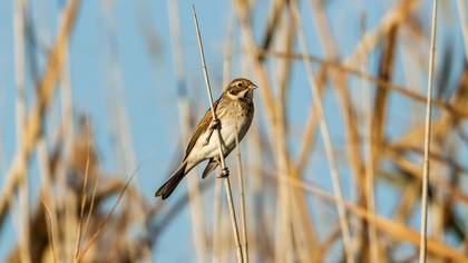 Common Reed Bunting