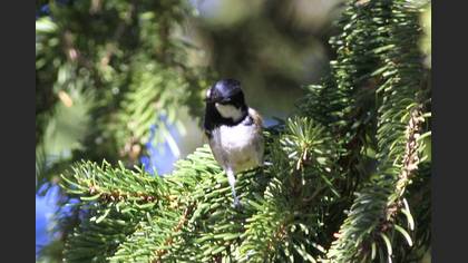 Coal Tit