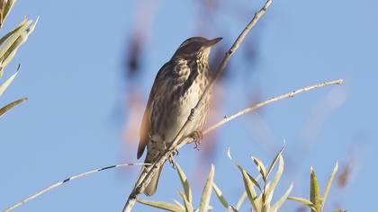 Redwing