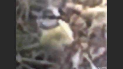 Eurasian Blue Tit
