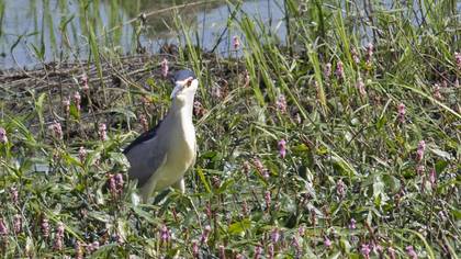 Black-crowned Night Heron