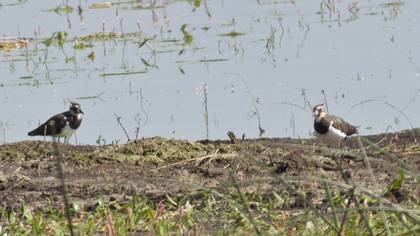 Northern Lapwing
