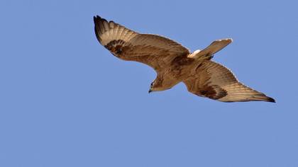 Long-legged Buzzard