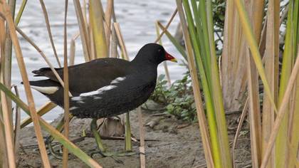 Common Moorhen