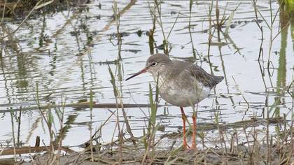 Common Redshank