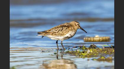 Dunlin