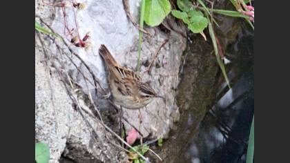 Sedge Warbler