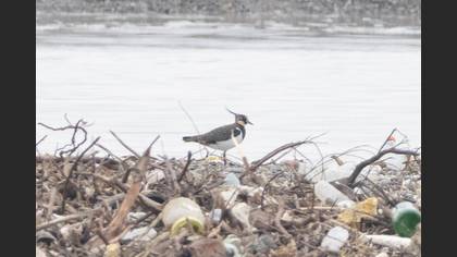 Northern Lapwing