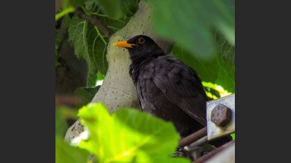 Common Blackbird